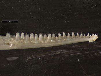 Media type: image;   Herpetology R-131690